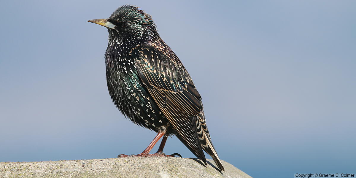 European Starling (Sturnus vulgaris) - Breeding adult