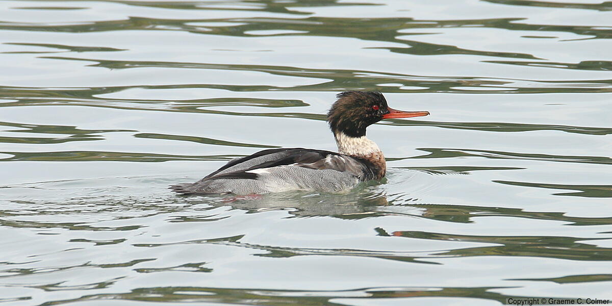 Red-breasted Merganser (Mergus serrator) - Adult male