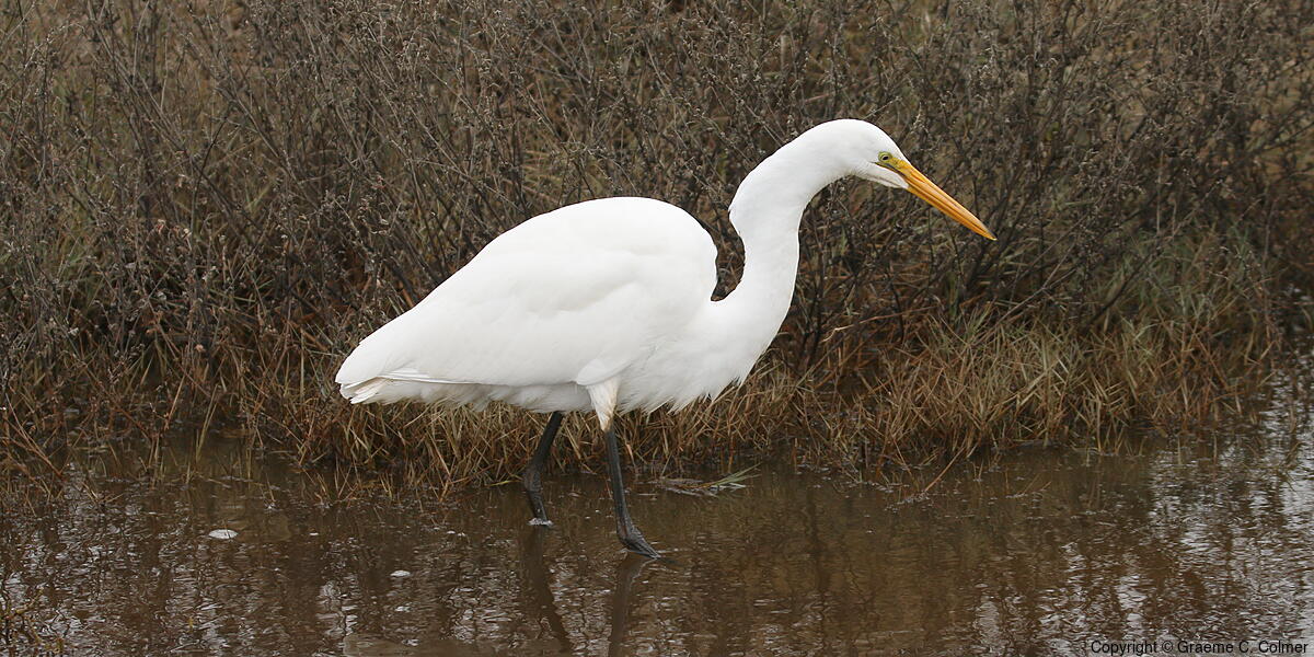 Great Egret (Ardea alba) - Great Egret