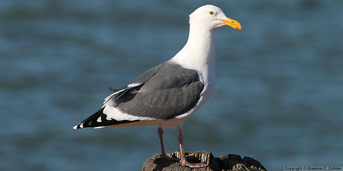 Western Gull (Larus occidentalis) - Breeding adult