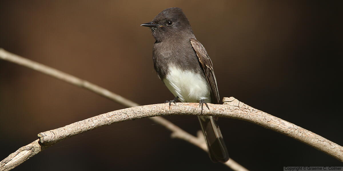 Black Phoebe (Sayornis nigricans) - Adult