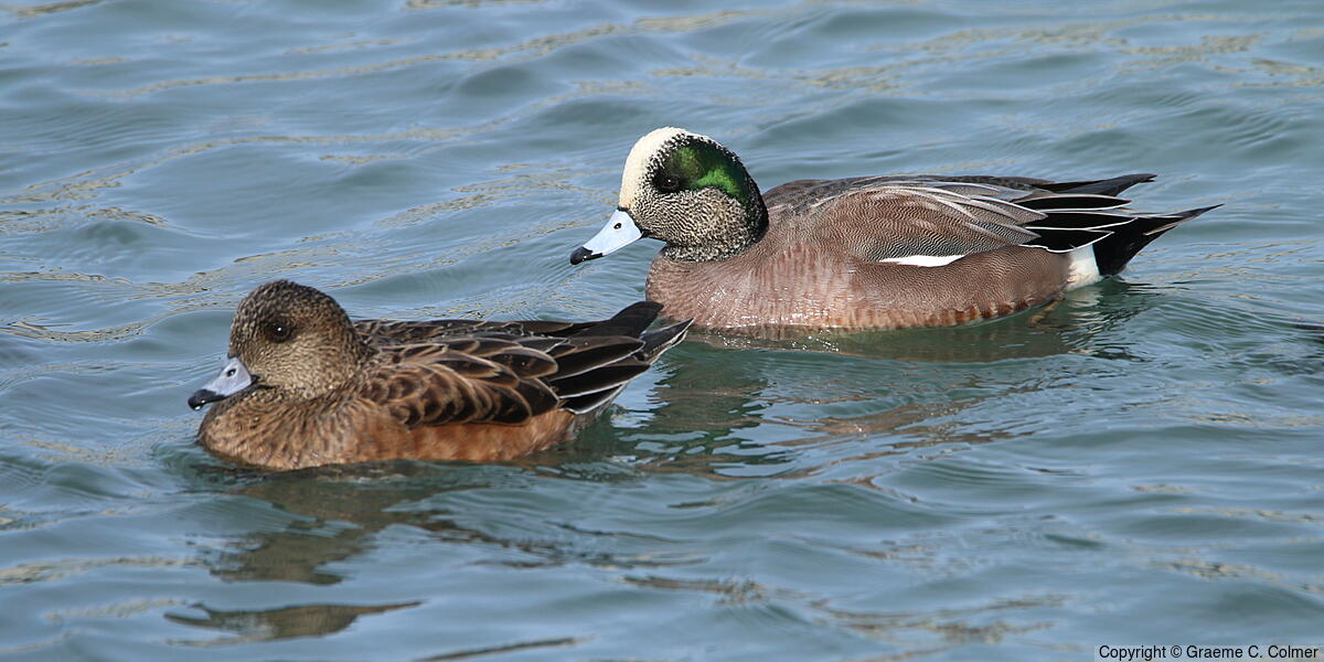 American Wigeon (Mareca americana) - Adult male and female