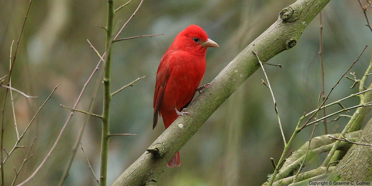Summer Tanager (Piranga rubra) - Adult male