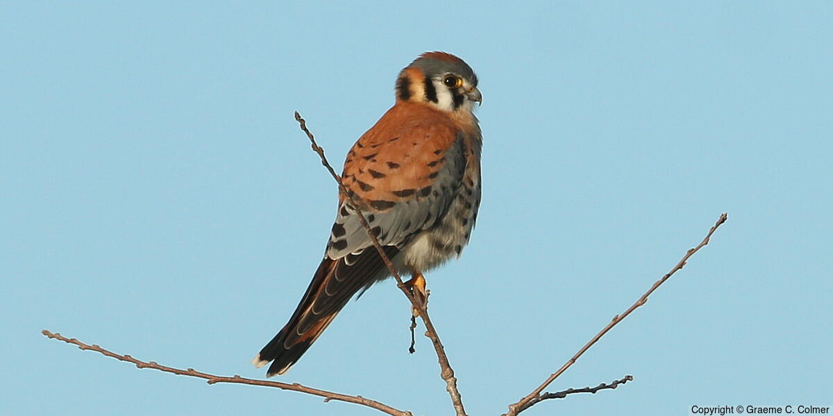 American Kestrel (Falco sparverius) - Adult male