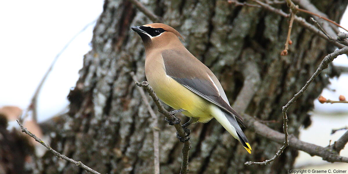 Cedar Waxwing (Bombycilla cedrorum) - Adult