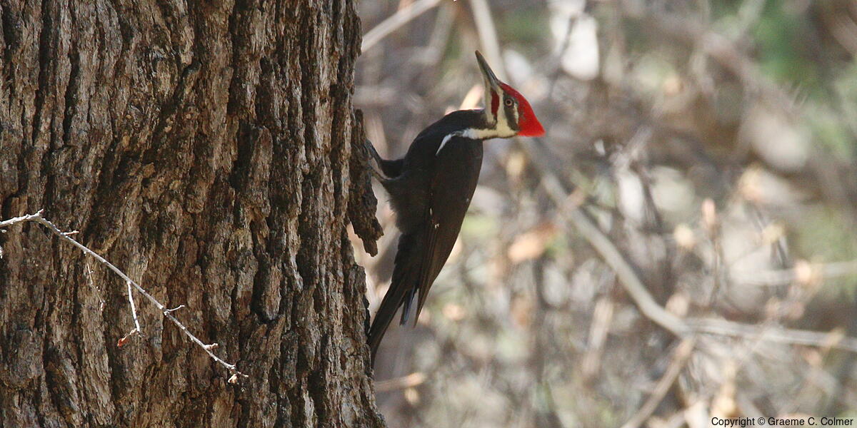 Pileated Woodpecker (Dryocopus pileatus) - Adult male