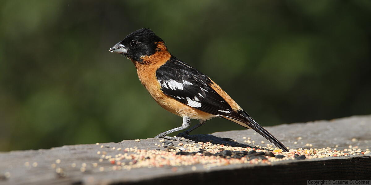 Black-headed Grosbeak (Pheucticus melanocephalus) - Adult male