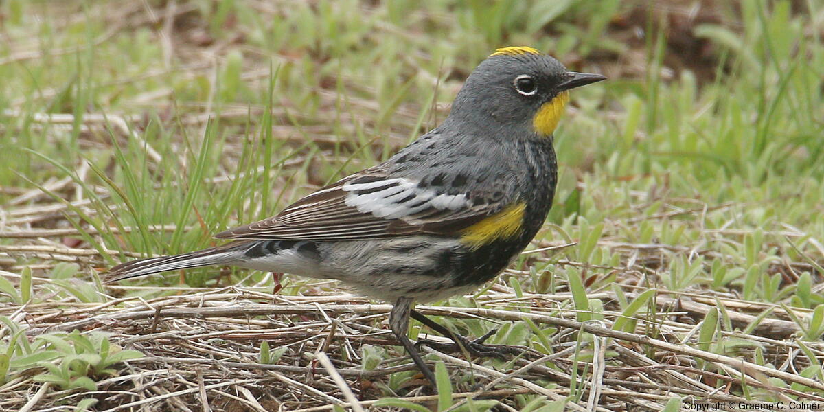Yellow-rumped Warbler (Setophaga coronata) - Male (Audubon's)