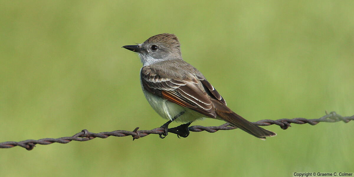 Ash-throated Flycatcher (Myiarchus cinerascens) - Adult