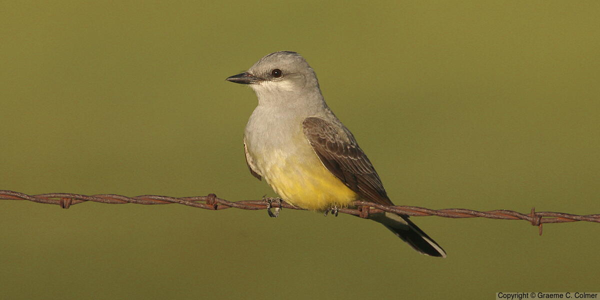 Western Kingbird (Tyrannus verticalis) - Adult