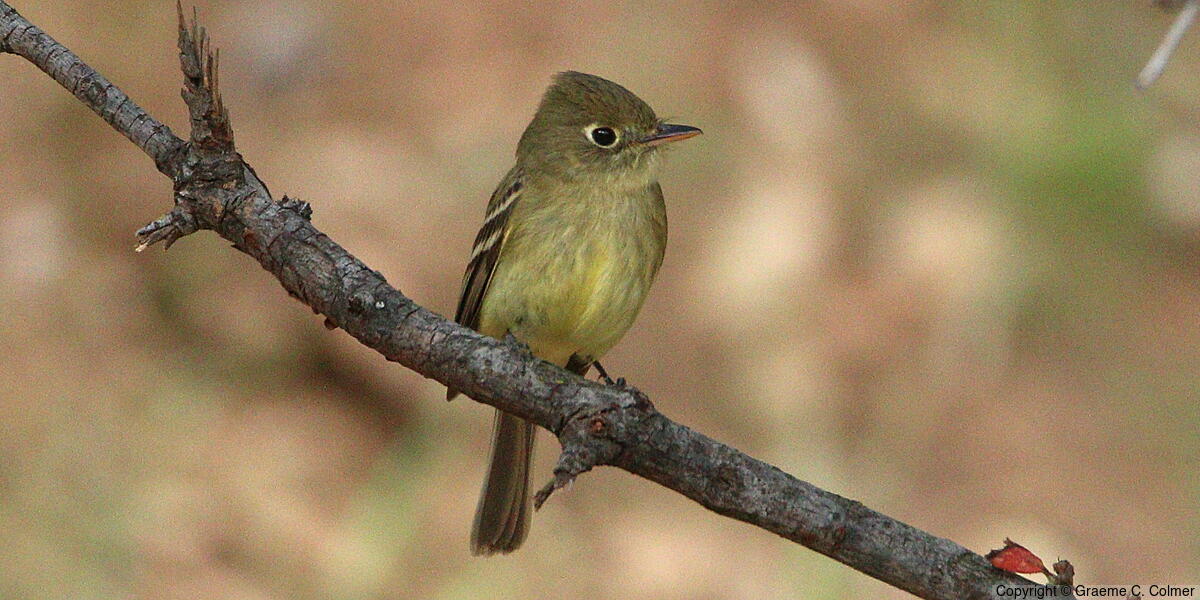 Western Flycatcher (Empidonax difficilis) - Adult (Pacific-slope)