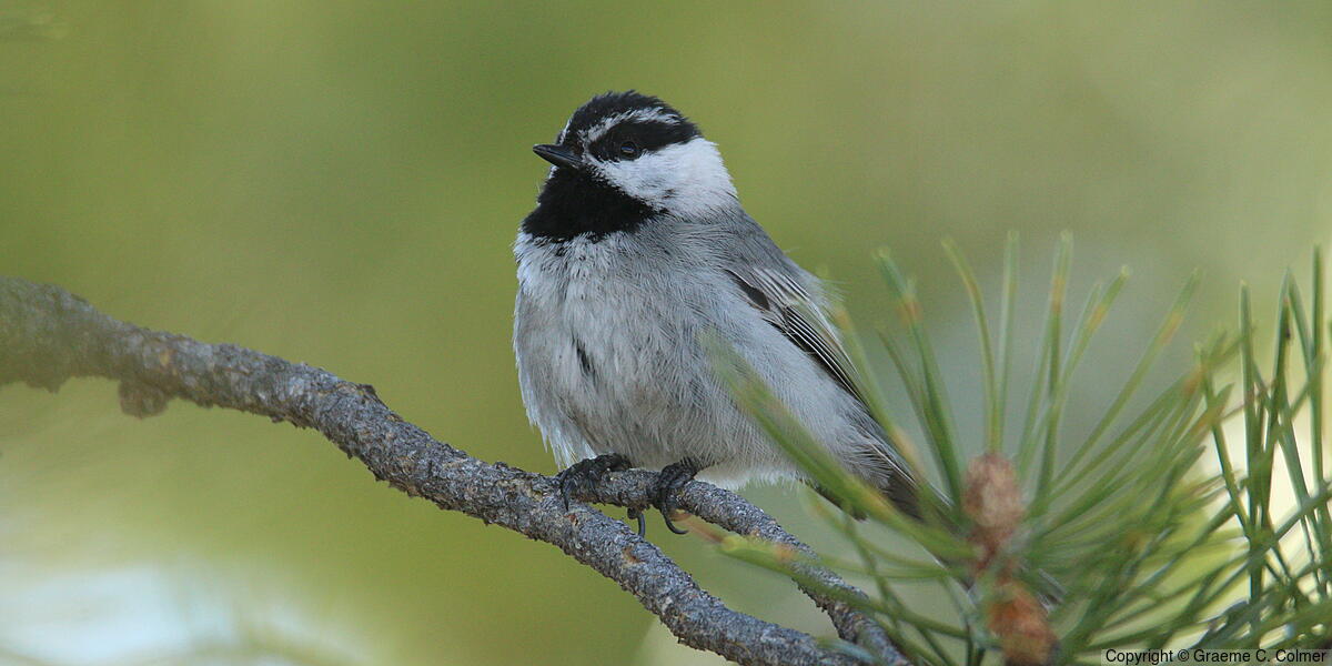 Mountain Chickadee (Poecile gambeli) - Adult