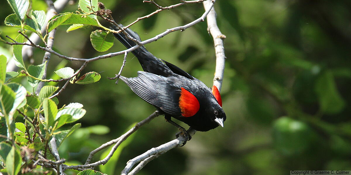 Red-winged Blackbird (Agelaius phoeniceus) - Breeding male