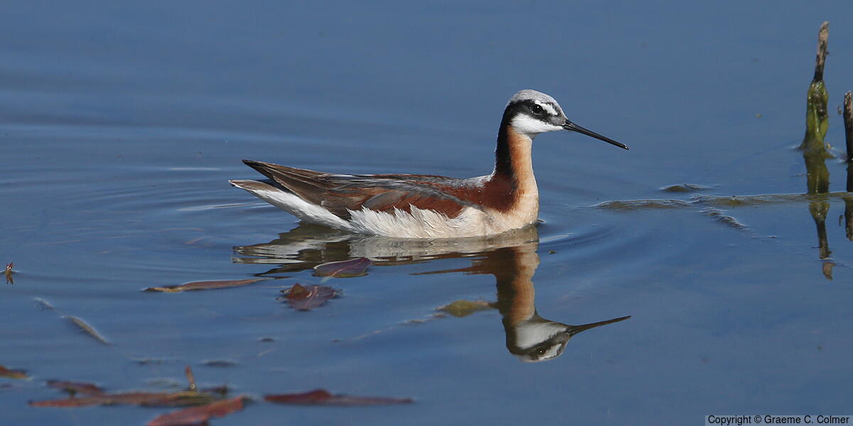 Wilson's Phalarope (Phalaropus tricolor) - Breeding male