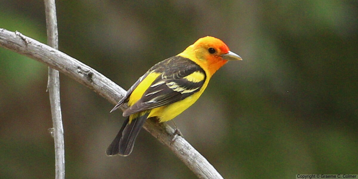Western Tanager (Piranga ludoviciana) - Adult male