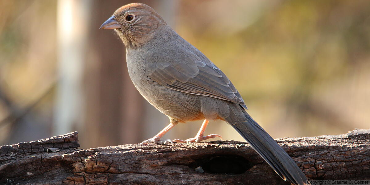 Canyon Towhee (Melozone fusca) - Adult
