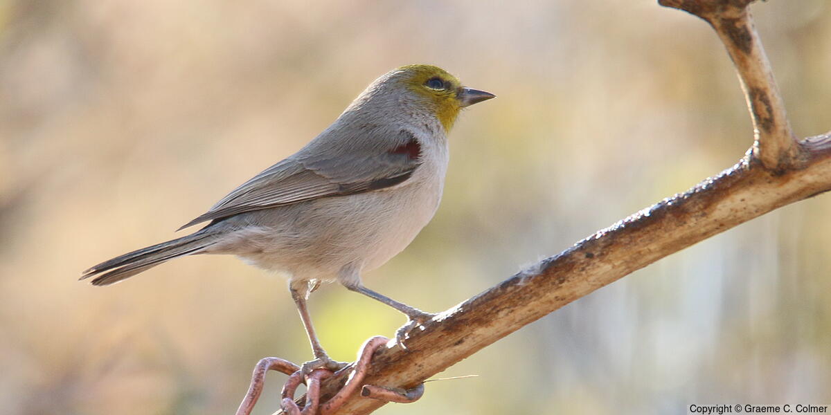 Verdin (Auriparus flaviceps) - Adult