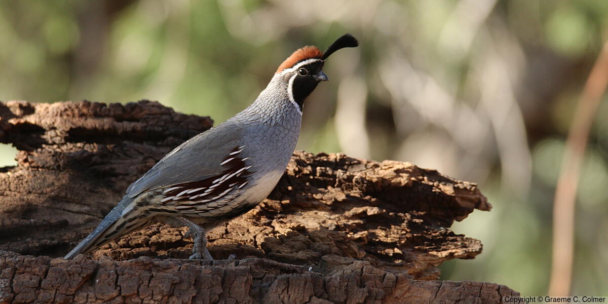 Gambel's Quail (Callipepla gambelii) - Adult male