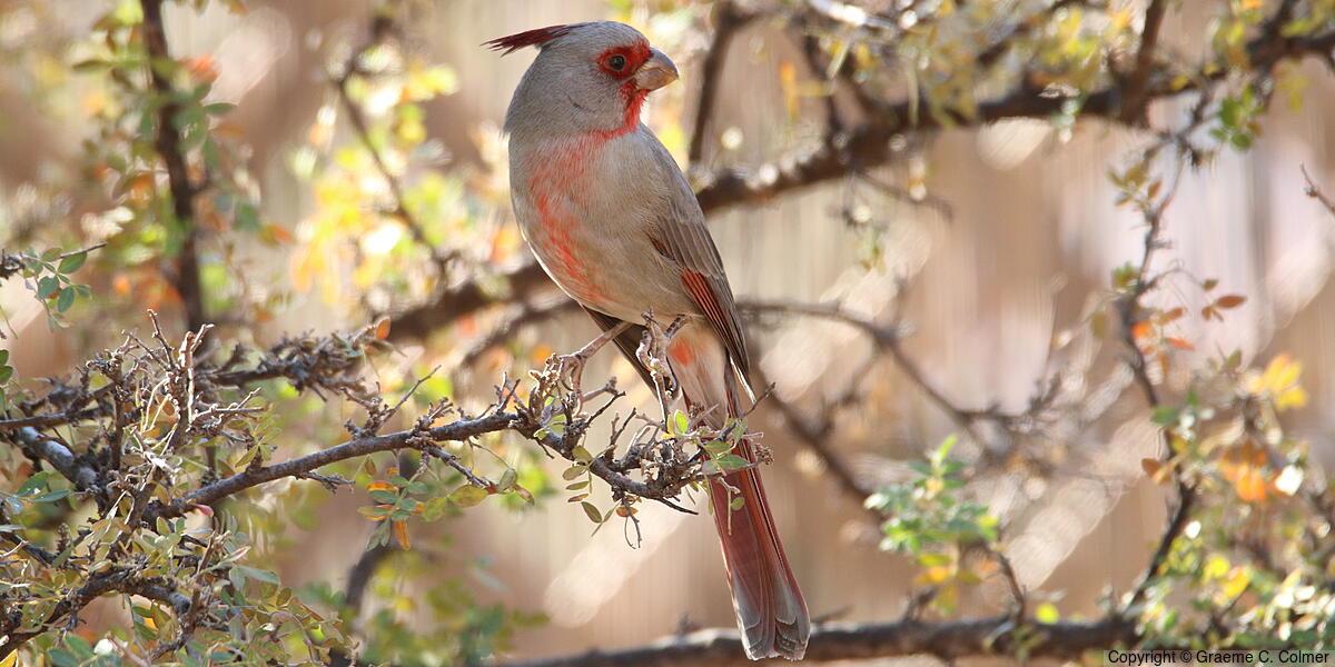 Pyrrhuloxia (Cardinalis sinuatus) - Adult male