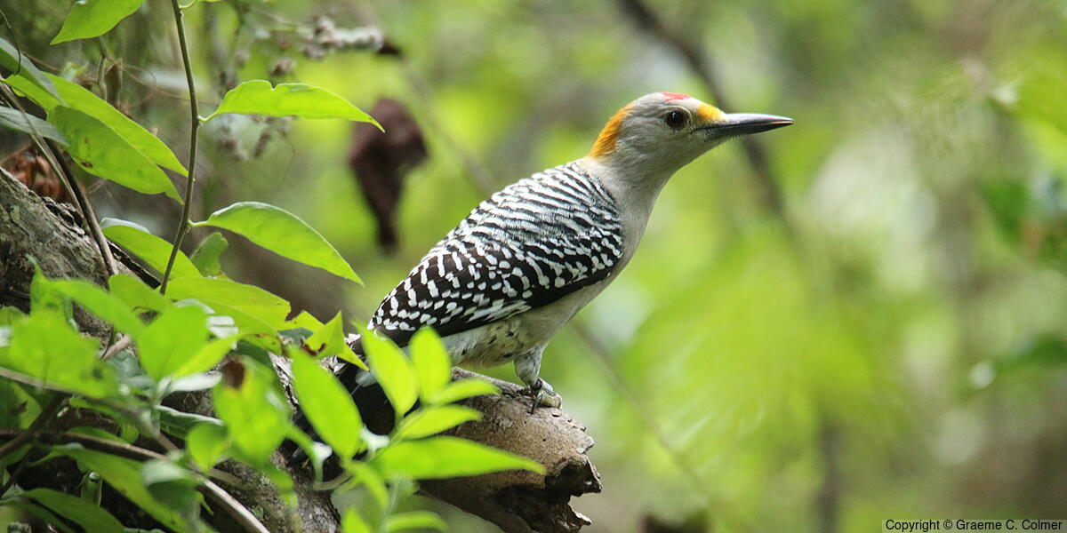 Golden-fronted Woodpecker (Melanerpes aurifrons) - Adult male