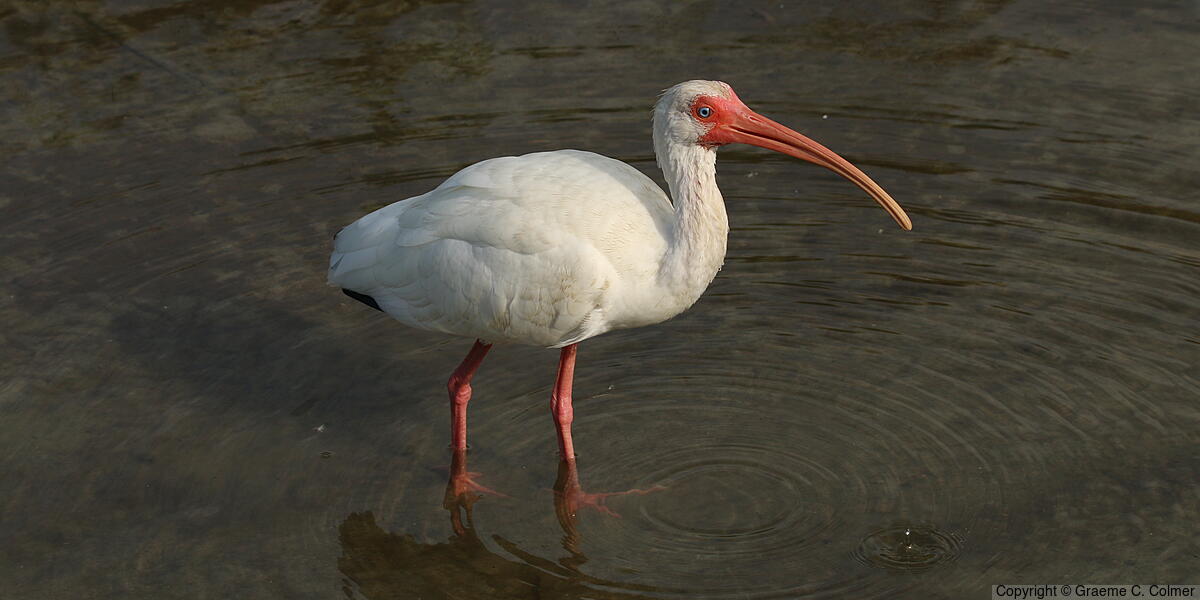 White Ibis (Eudocimus albus) - Adult