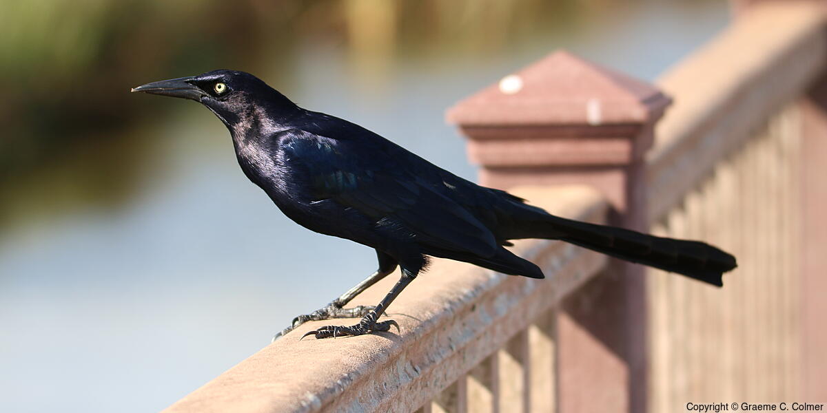 Great-tailed Grackle (Quiscalus mexicanus) - Adult male