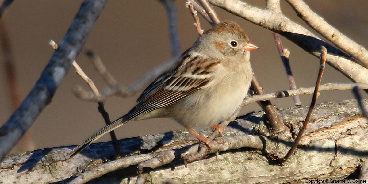 Field Sparrow (Spizella pusilla) - Adult