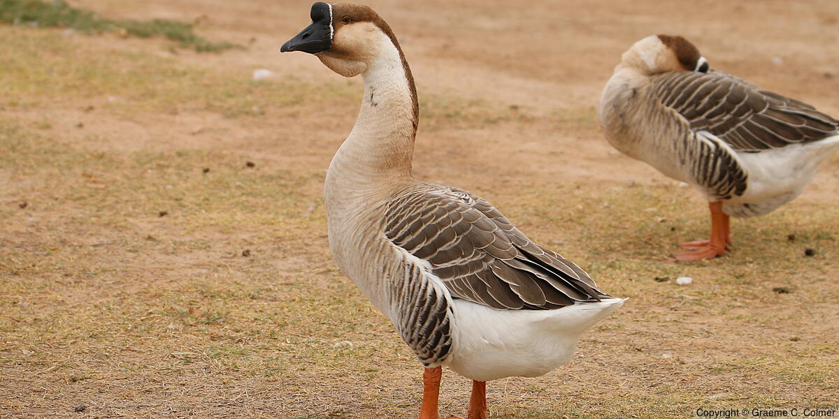 Swan Goose (Anser cygnoides) - Adult