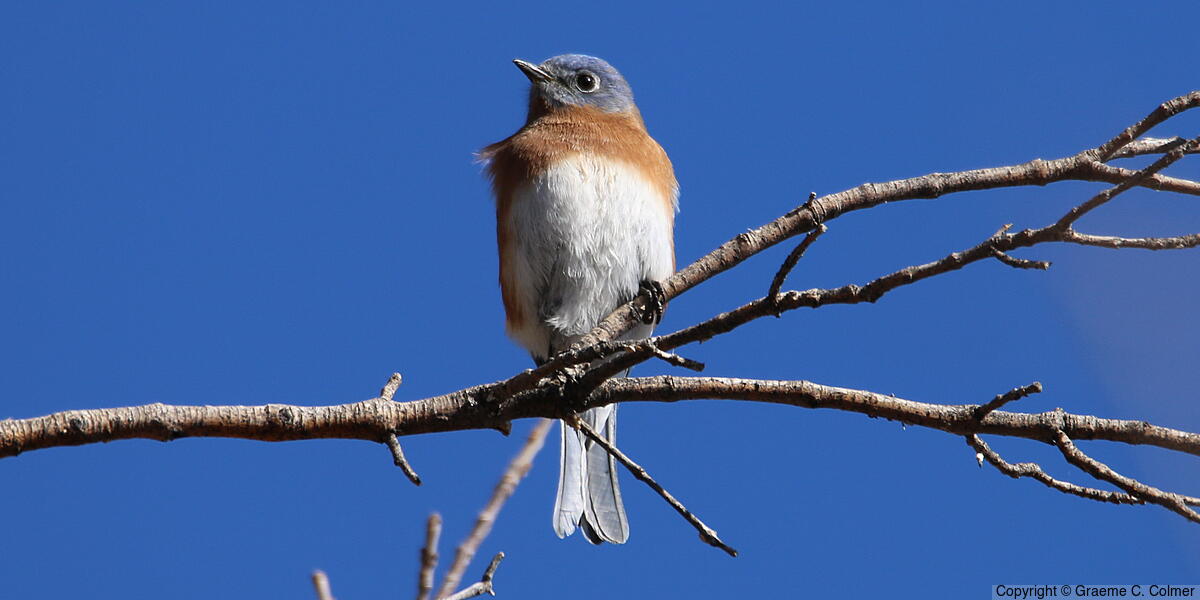 Eastern Bluebird (Sialia sialis) - Adult male