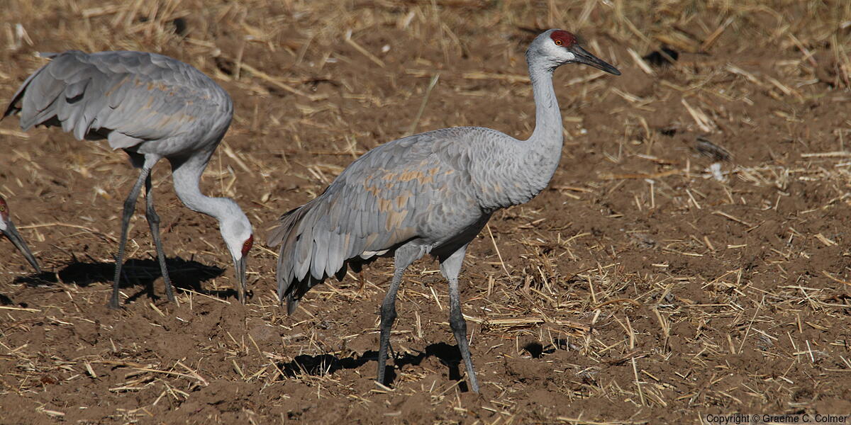 Sandhill Crane (Antigone canadensis) - Adult
