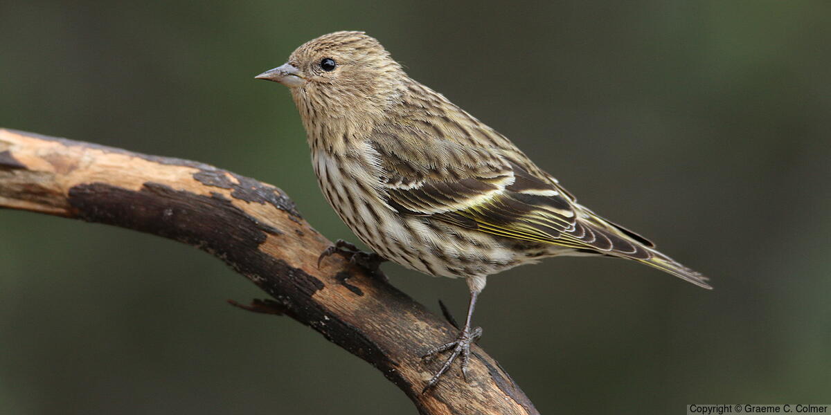 Pine Siskin (Spinus pinus) - Adult (Northern)