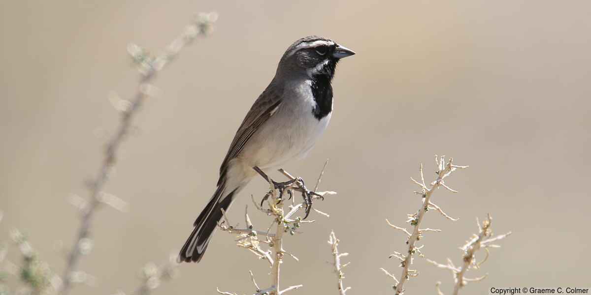 Black-throated Sparrow (Amphispiza bilineata) - Adult