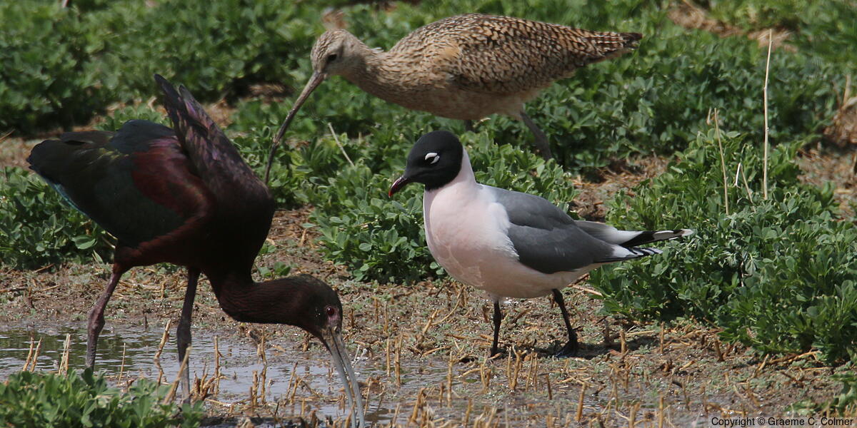 Franklin's Gull (Leucophaeus pipixcan) - Breeding adult