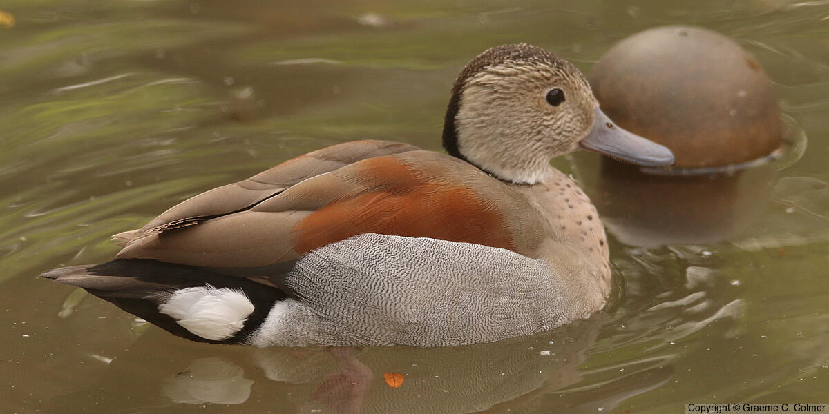 Ringed Teal (Callonetta leucophrys) - Adult male