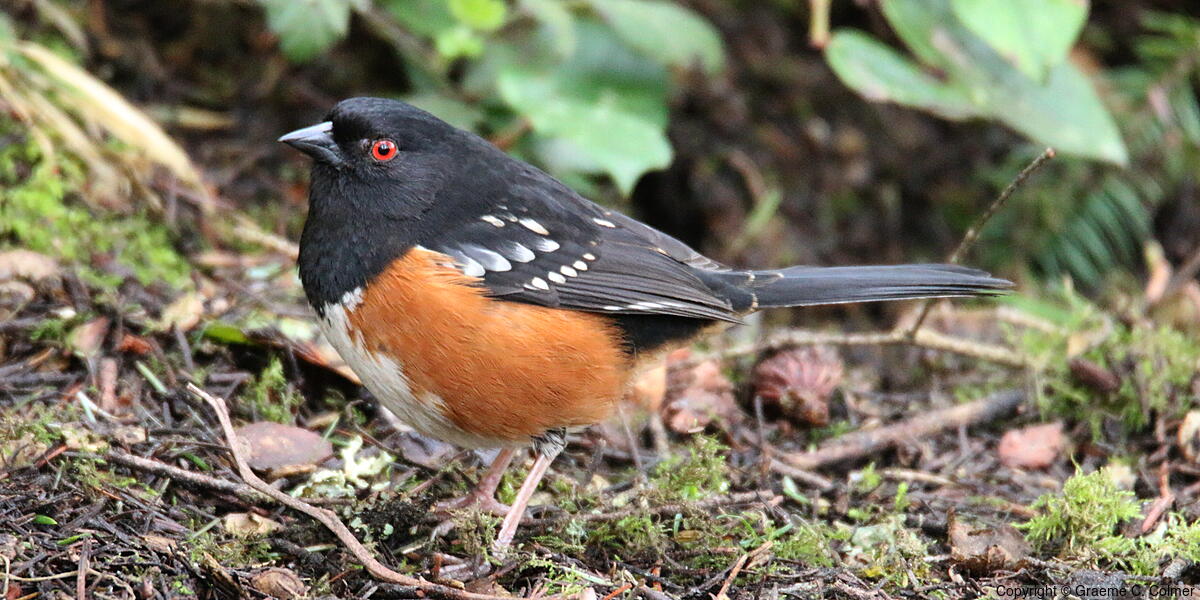 Spotted Towhee (Pipilo maculatus) - Adult