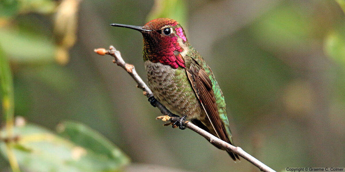 Anna's Hummingbird (Calypte anna) - Adult male