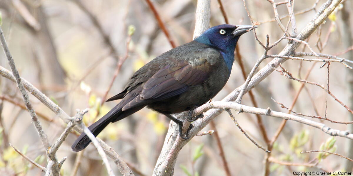 Common Grackle (Quiscalus quiscula) - Adult male