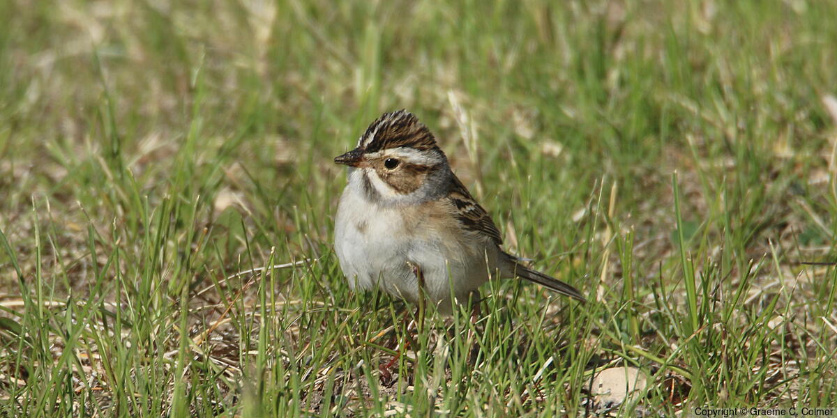 Clay-colored Sparrow (Spizella pallida) - Breeding adult