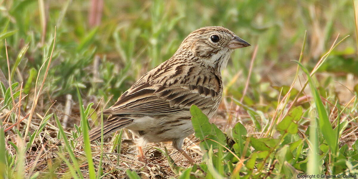 Vesper Sparrow (Pooecetes gramineus) - Adult