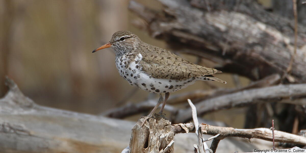 Spotted Sandpiper (Actitis macularius) - Breeding adult