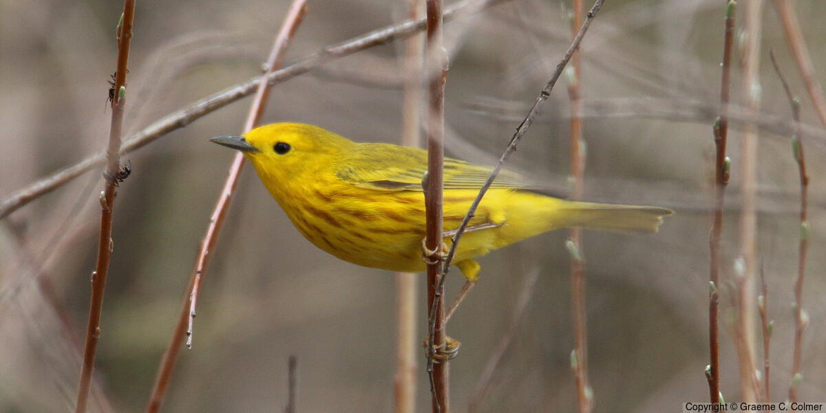 Yellow Warbler (Setophaga petechia) - Adult male