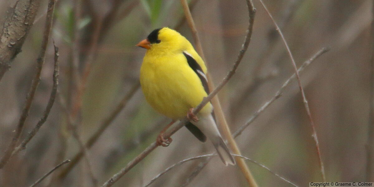 American Goldfinch (Spinus tristis) - Breeding male