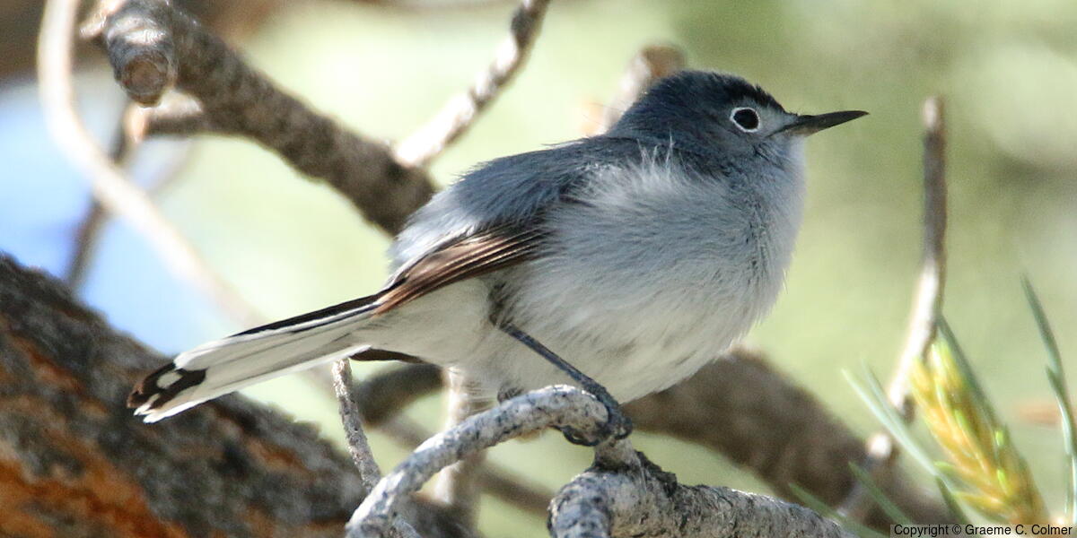 Blue-gray Gnatcatcher (Polioptila caerulea) - Breeding Male