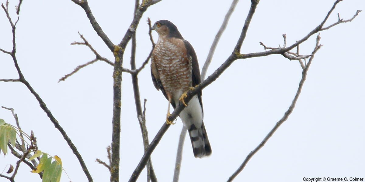 Sharp-shinned Hawk (Accipiter striatus) - Adult
