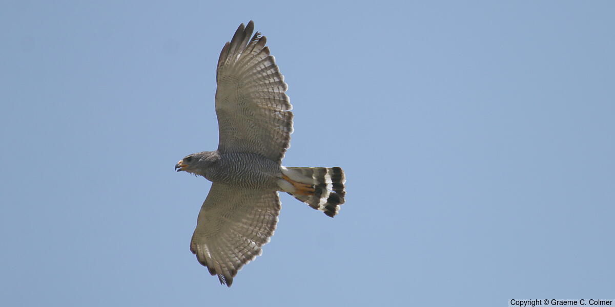 Gray Hawk (Buteo plagiatus) - Adult