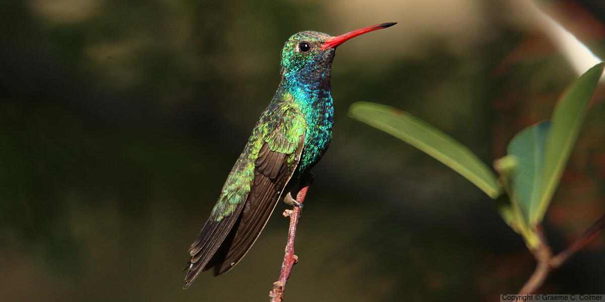 Broad-billed Hummingbird (Cynanthus latirostris) - Adult male