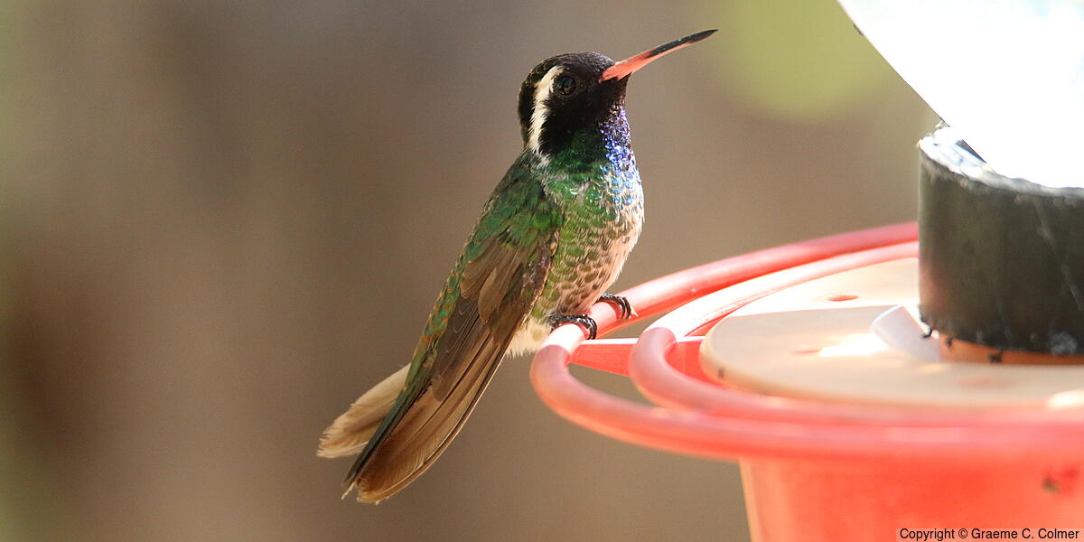 White-eared Hummingbird (Basilinna leucotis) - Adult male