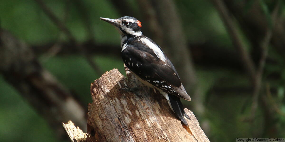 Hairy Woodpecker (Dryobates villosus) - Adult male
