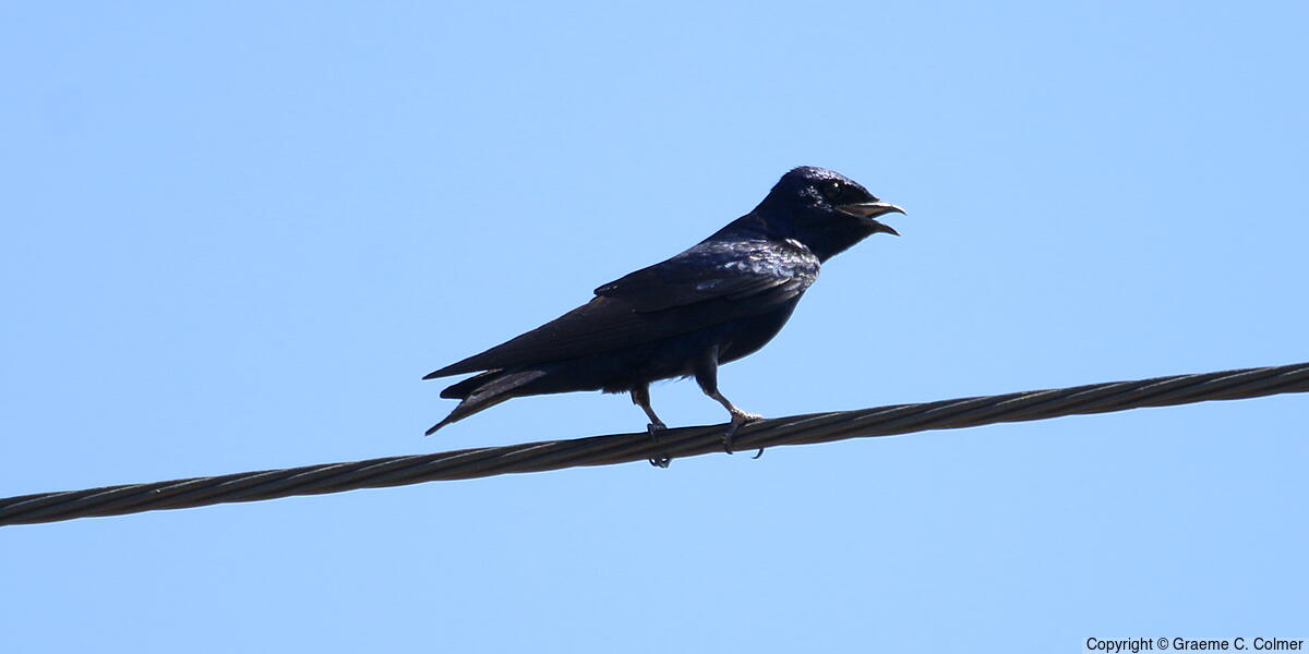 Purple Martin (Progne subis) - Adult
