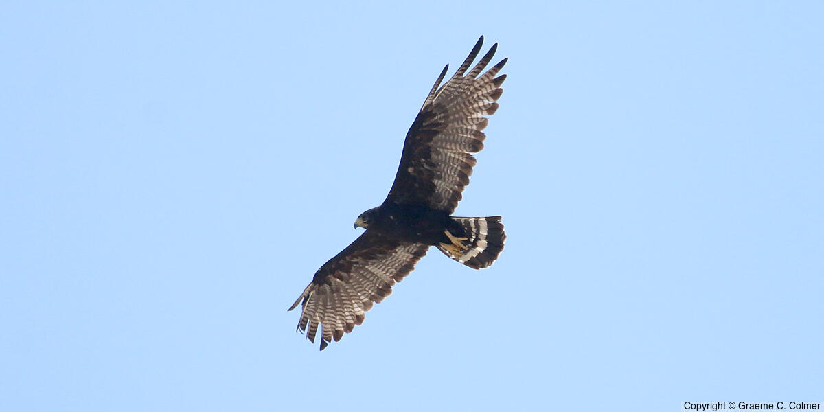 Zone-tailed Hawk (Buteo albonotatus) - Adult